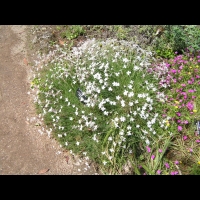Dianthus Hungaricus (fam. Caryophyllacees) (01)